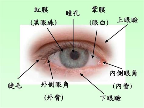 眼睛位置|眼睛構造全分析介紹 